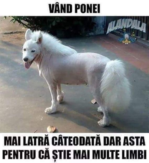 IMG-20210307-WA0000 - Divertisment 2