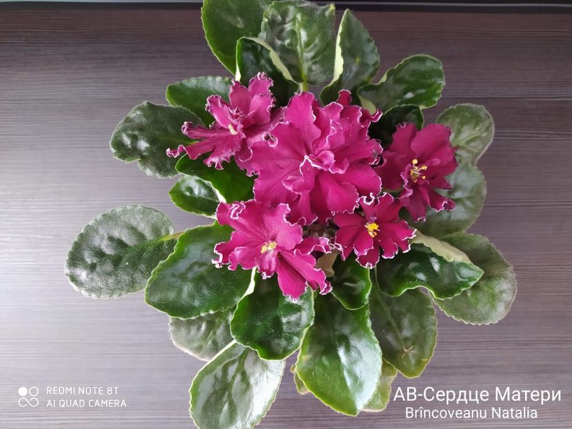 Fotografie Natalia Brancoveanu - AV Serdtoe Materi