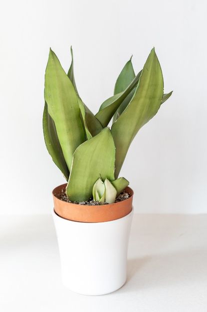 Sansevieria Trifasciata Moonshine - Sansevieria