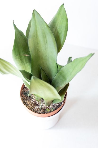 Sansevieria Trifasciata Moonshine - Sansevieria