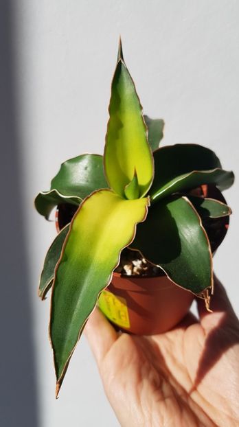 Sansevieria Star Canary - Sansevieria