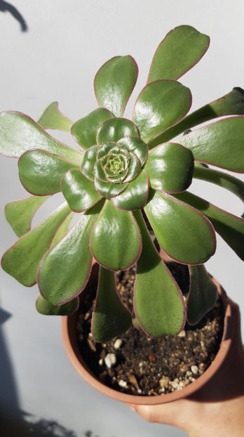 Aeonium ? - Succulente