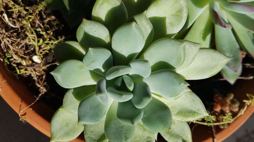 Echeveria - Succulente