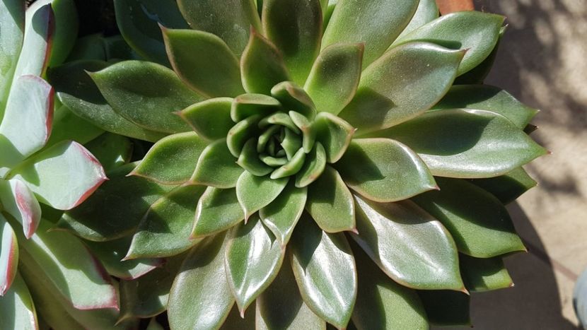 Echeveria - Succulente