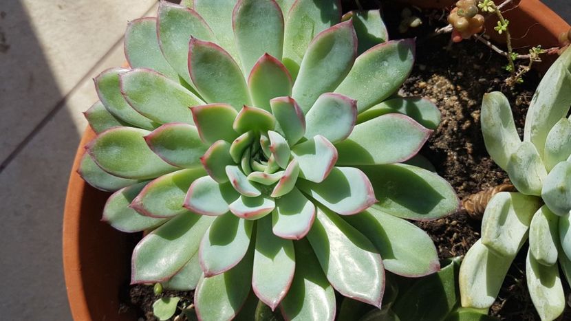 Echeveria - Succulente