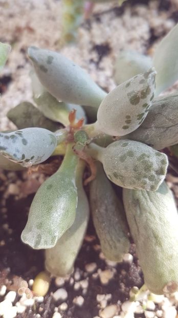 ADROMISCHUS FESTIVUS ? - Succulente