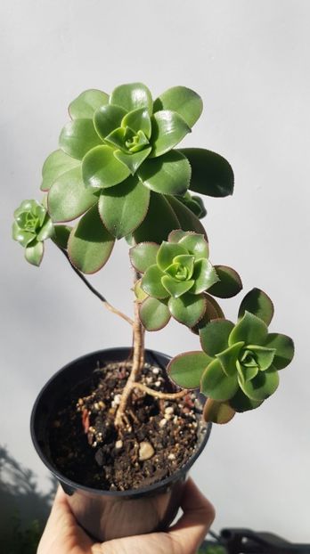 Aeonium Kiwi - Succulente