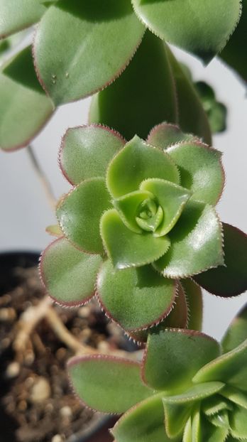 Aeonium Kiwi - Succulente