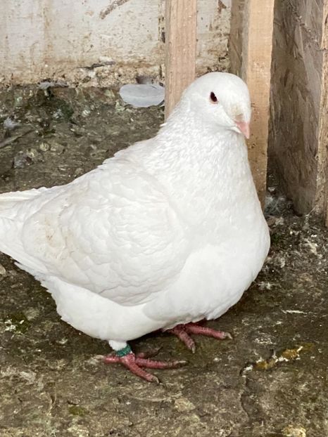 2D901BA5-66FA-4544-B80D-1F07F6E583B0 - American Giant Hommer