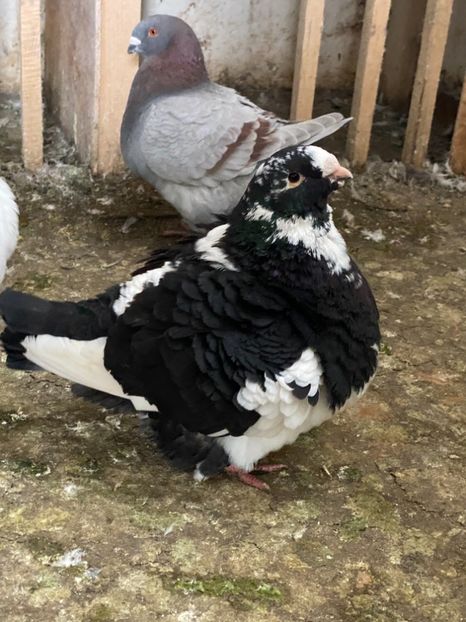 4E32C1B0-DCA4-4D34-AB8F-168CEB3EEA4E - American Giant Hommer