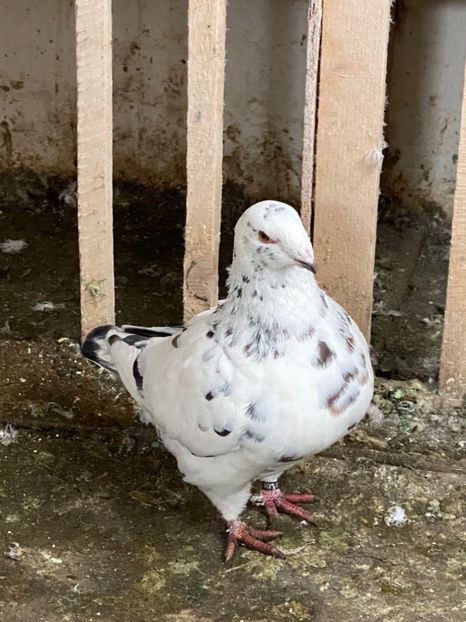 8F143501-2E95-4EFB-A1F7-300DBB49F966 - American Giant Hommer