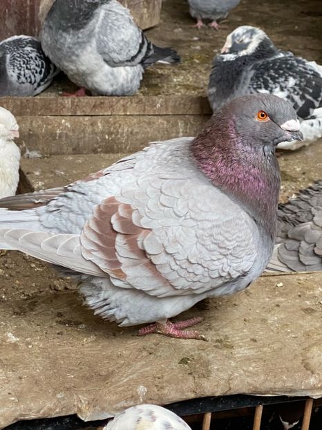 F102B248-34D1-4641-BDC2-B6CB80D5F9E0 - American Giant Hommer