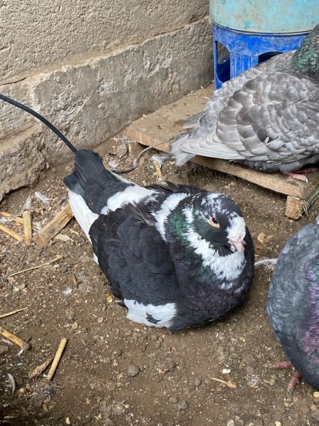 771ADCD6-49D8-48BE-9196-04B505FF5BD6 - American Giant Hommer