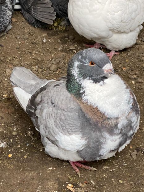 5BEA2F1A-1624-48BB-A7AB-DA68DA971A98 - American Giant Hommer