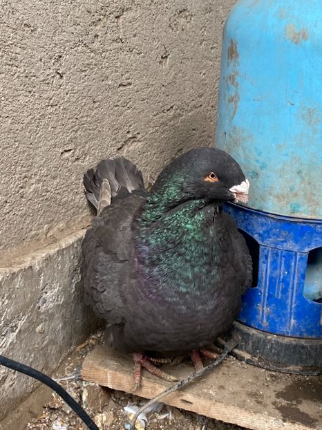 B7518FC0-C40A-44B6-A732-B3DF038B51EA - American Giant Hommer