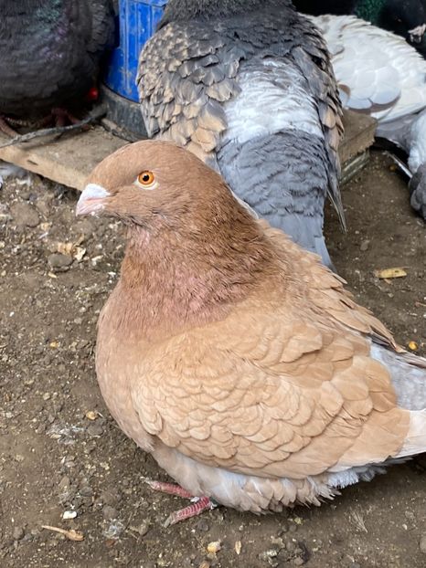 E60215B6-4E4B-4DF0-8DB1-AF5ADEE02287 - American Giant Hommer