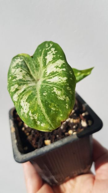 Hearts Desire Fancy Leaf (?) - Caladium