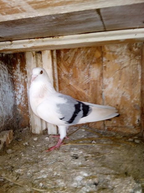  - un porumbel deosebit