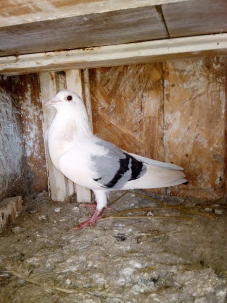  - un porumbel deosebit