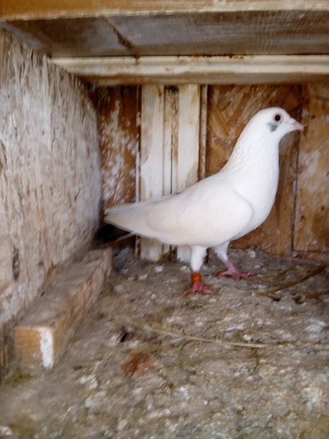  - un porumbel deosebit