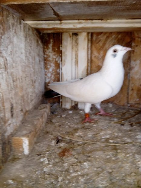  - un porumbel deosebit