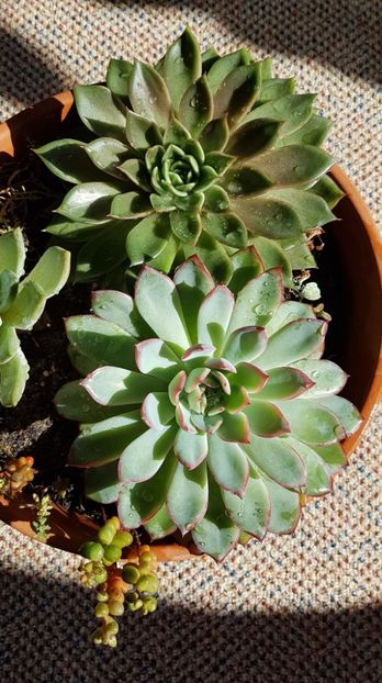 - Succulente