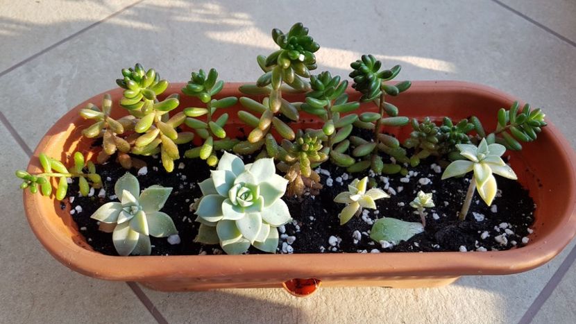  - Succulente
