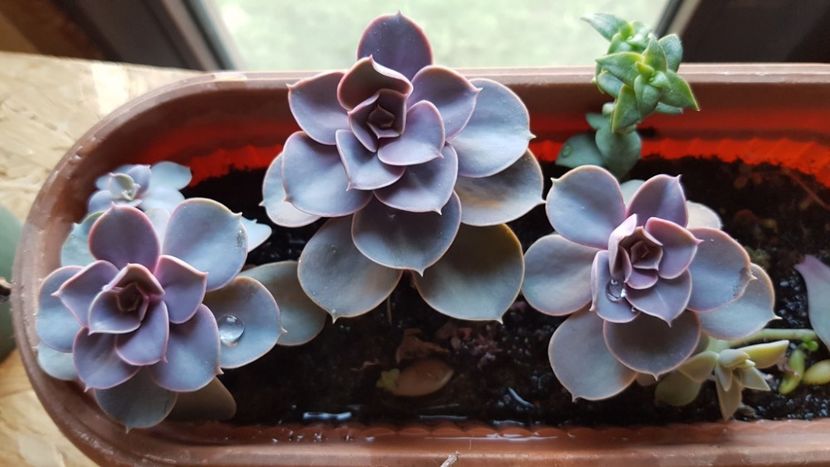 Echeveria von Nurnberg - Succulente