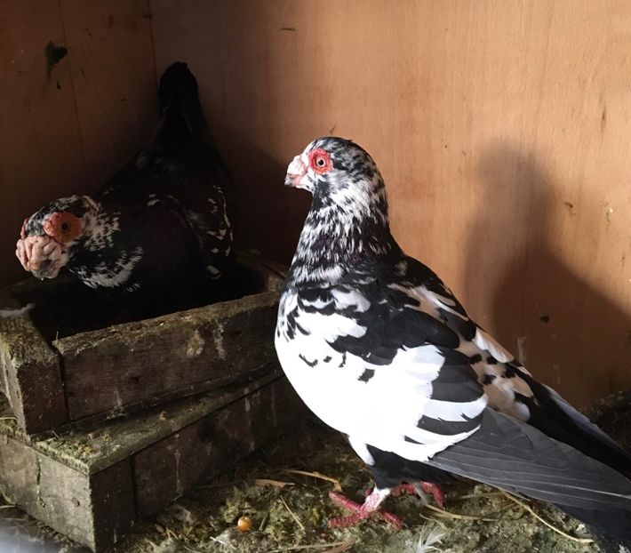 P M2018 F2020 - Perechi 2021