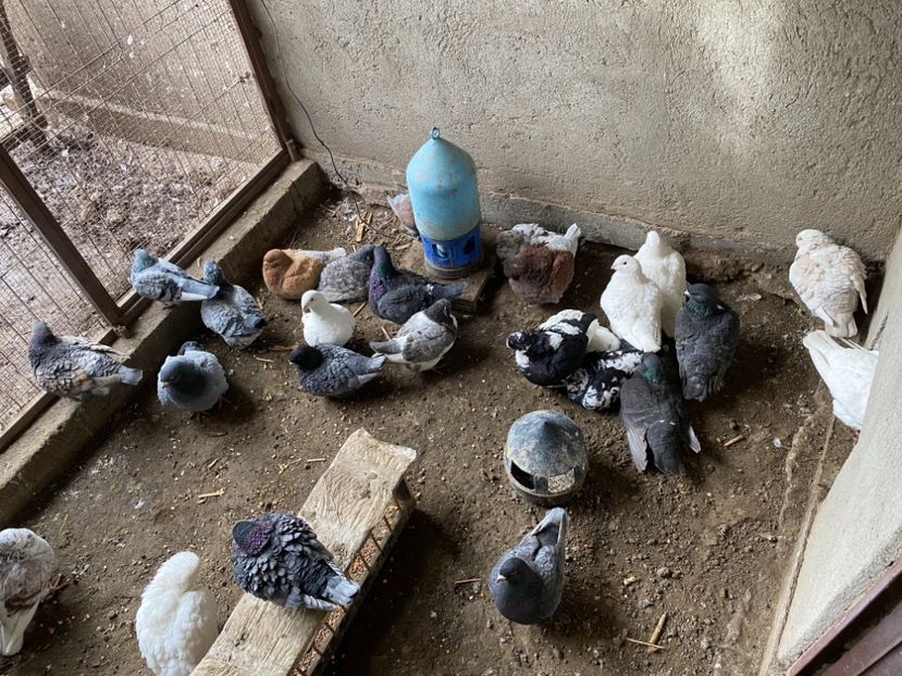 9CAC7FEF-1CE8-4D30-B8EF-4DAA167F62DE - Crescatorie Americani