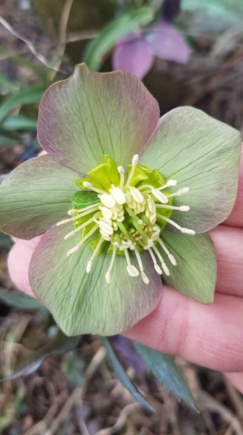 Helleborus - 2021 Gradina