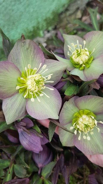 Helleborus - 2021 Gradina