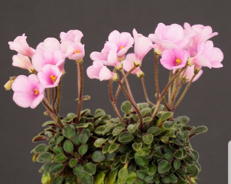 Poza net - Brazos Bell