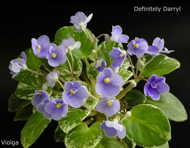 Poza net - Definitely Darryl