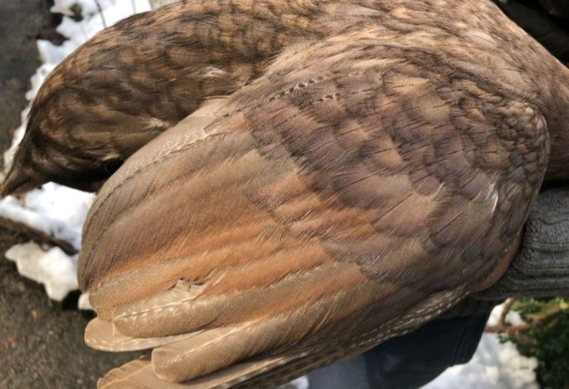 Detalii - Matca 2021