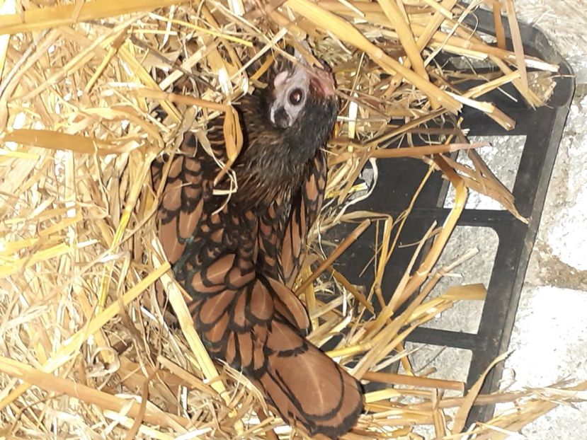  - Sebright auriu matcă 2021