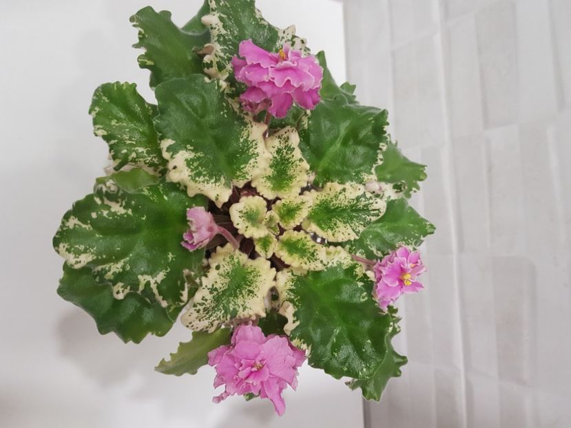  - Gemcraft Pink Pearl