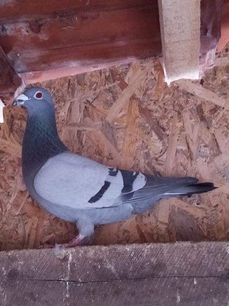 mascul- 2018 - Arhiva-amintiri