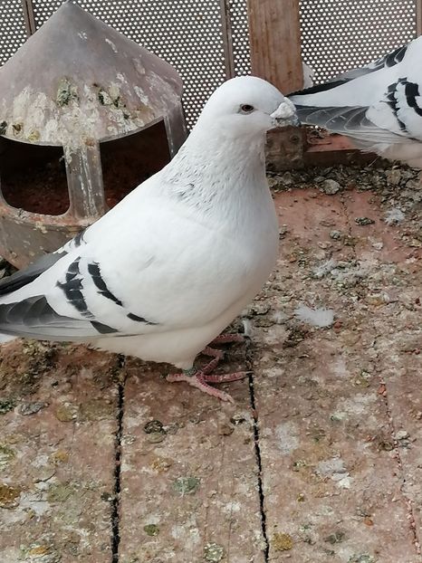 Șarpele - Porumbei vrdf