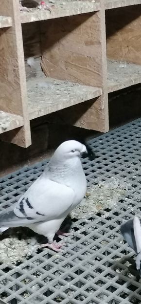 Șarpele - Porumbei vrdf