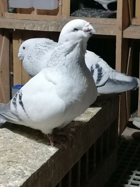 Goro - Porumbei vrdf