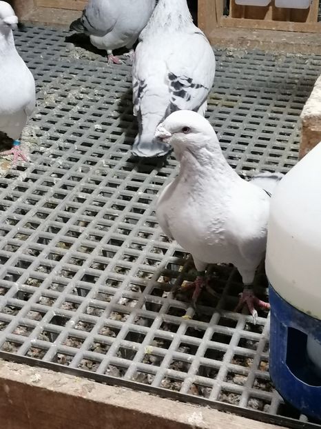 Thor - Porumbei vrdf