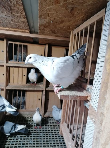 Fulga - Porumbei vrdf