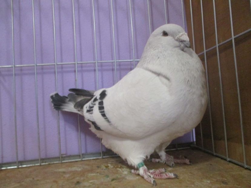 10210-19 - Masculi 2021