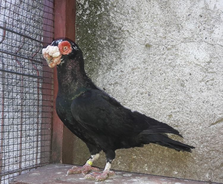 M 2017 - Carunculați 2021