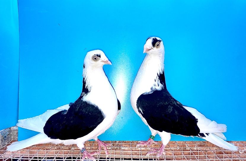 perechea  25 - B - perechi 2021