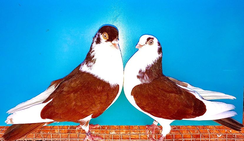 perechea  56 - B - perechi 2021