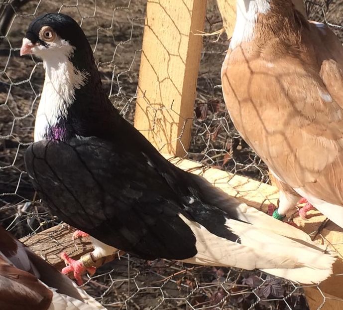 Mascul 2015 - Masculi 2021