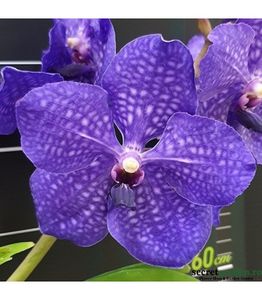 vanda-pachara-delight - orhidee