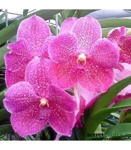 vanda-bitz-s-heartthrob-thongchai - orhidee